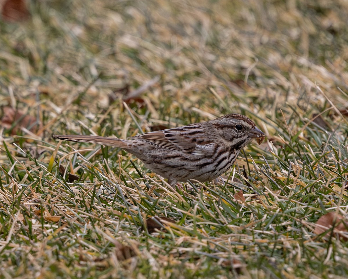 Певчая овсянка - ML651156476