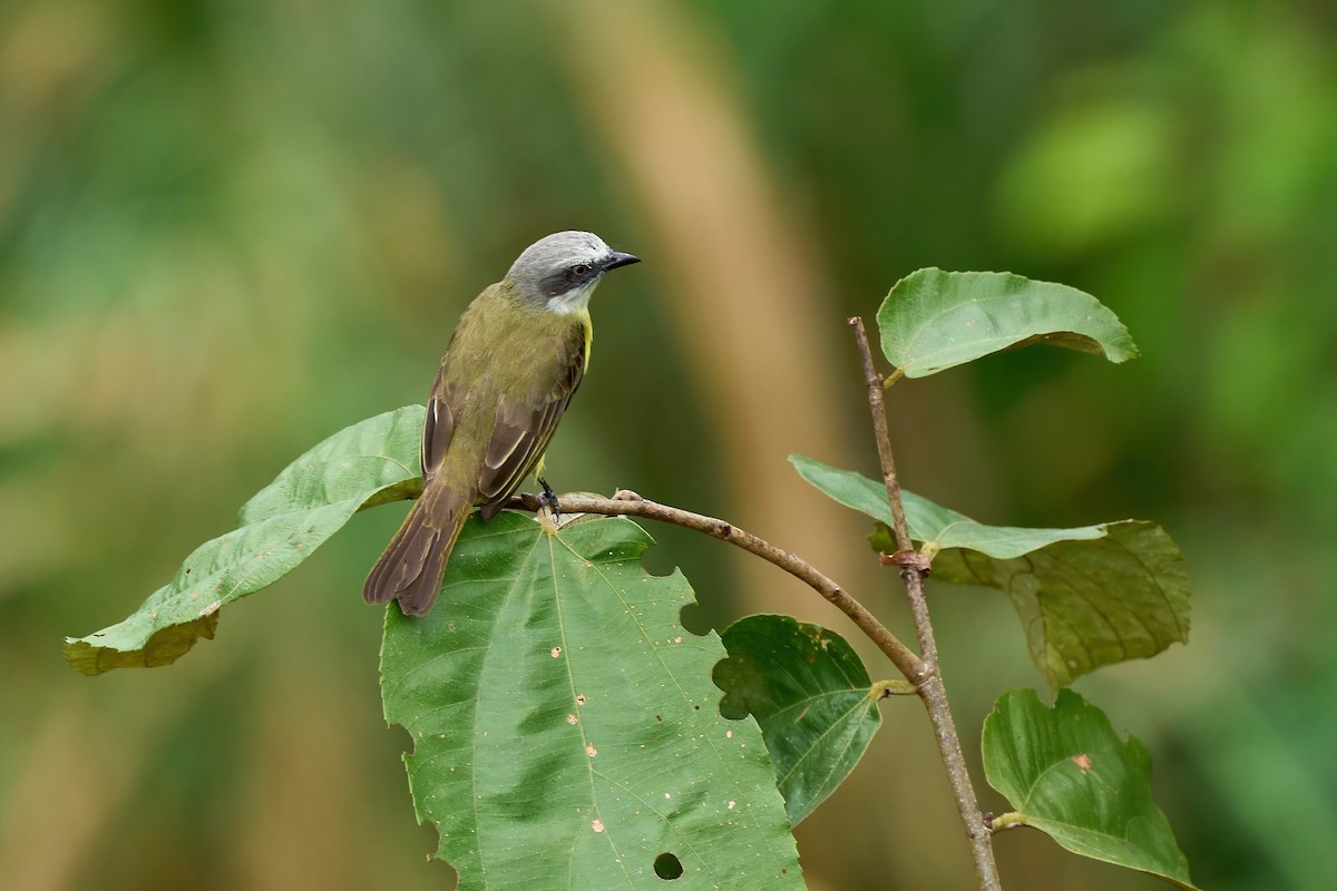 Graukappen-Maskentyrann - ML651156482