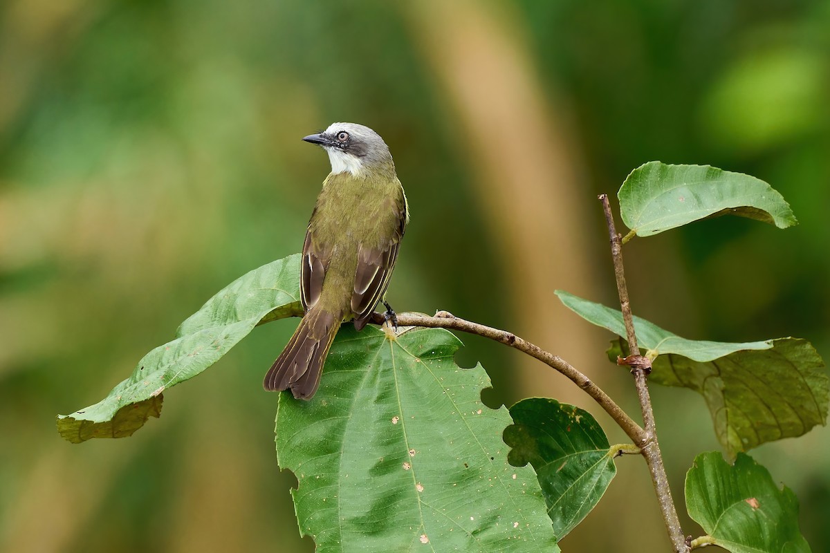 Graukappen-Maskentyrann - ML651156483