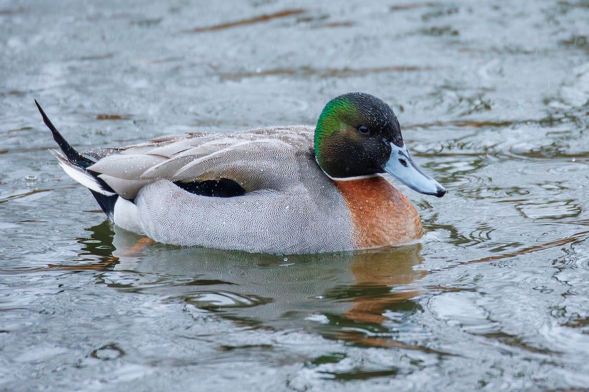 Mallard x Northern Pintail (hybrid) - ML651156612