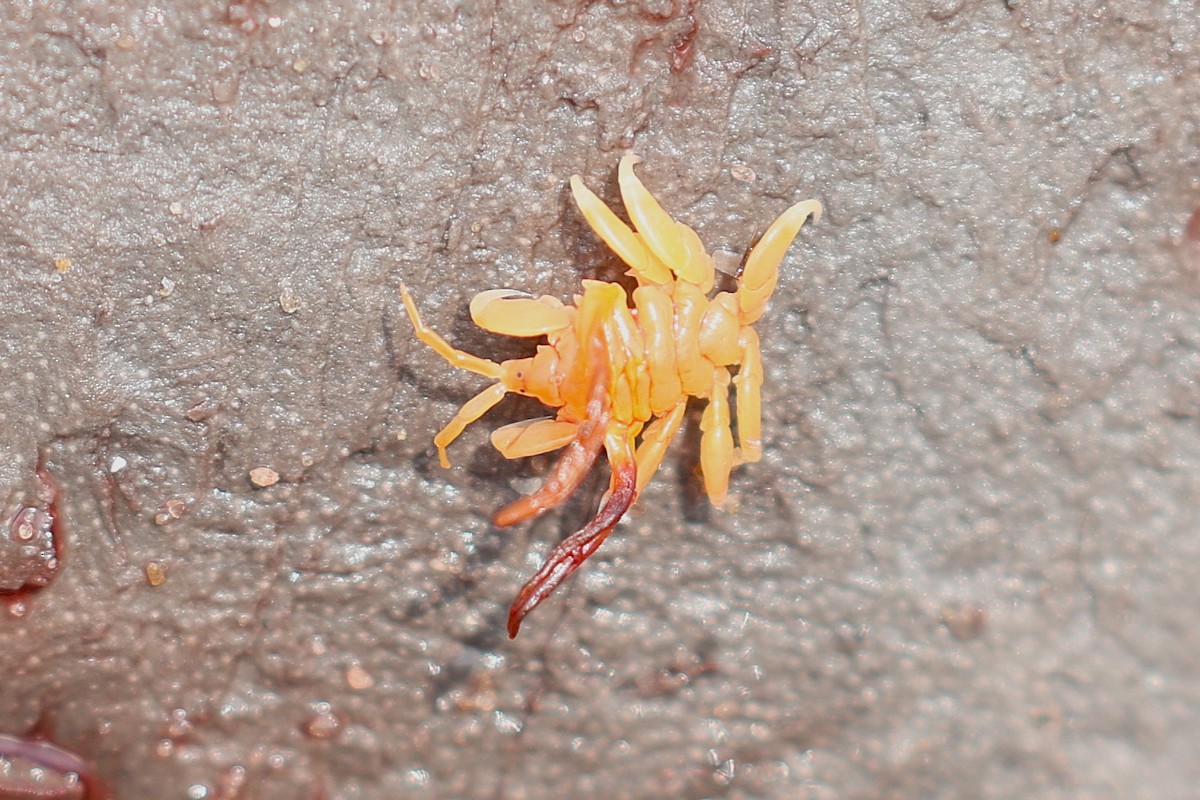 Arachnids - ML651156631