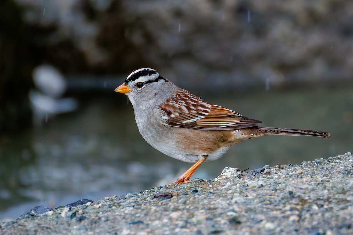 White-crowned Sparrow (Gambel's) - ML651156674