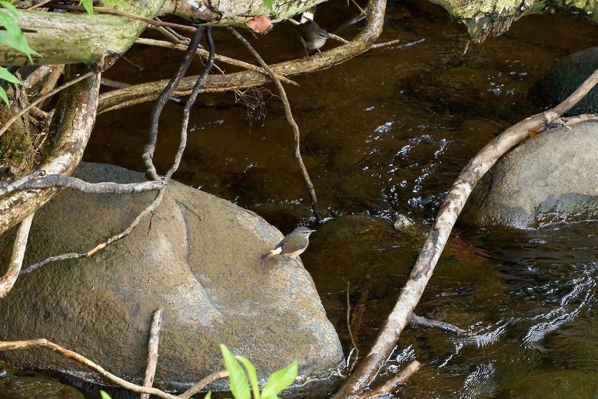 Schmätzerwaldsänger - ML651156891