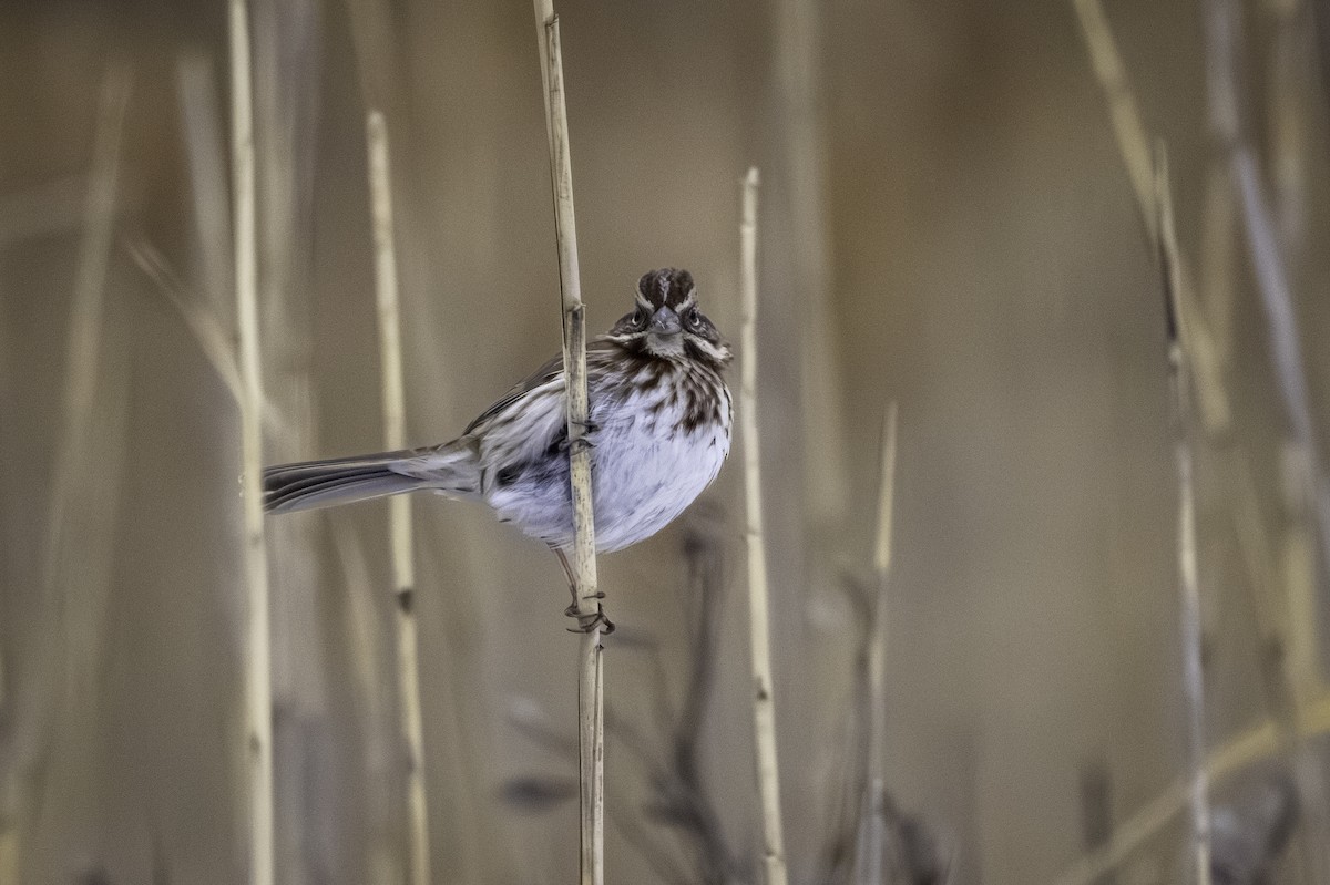 Певчая овсянка - ML651157001