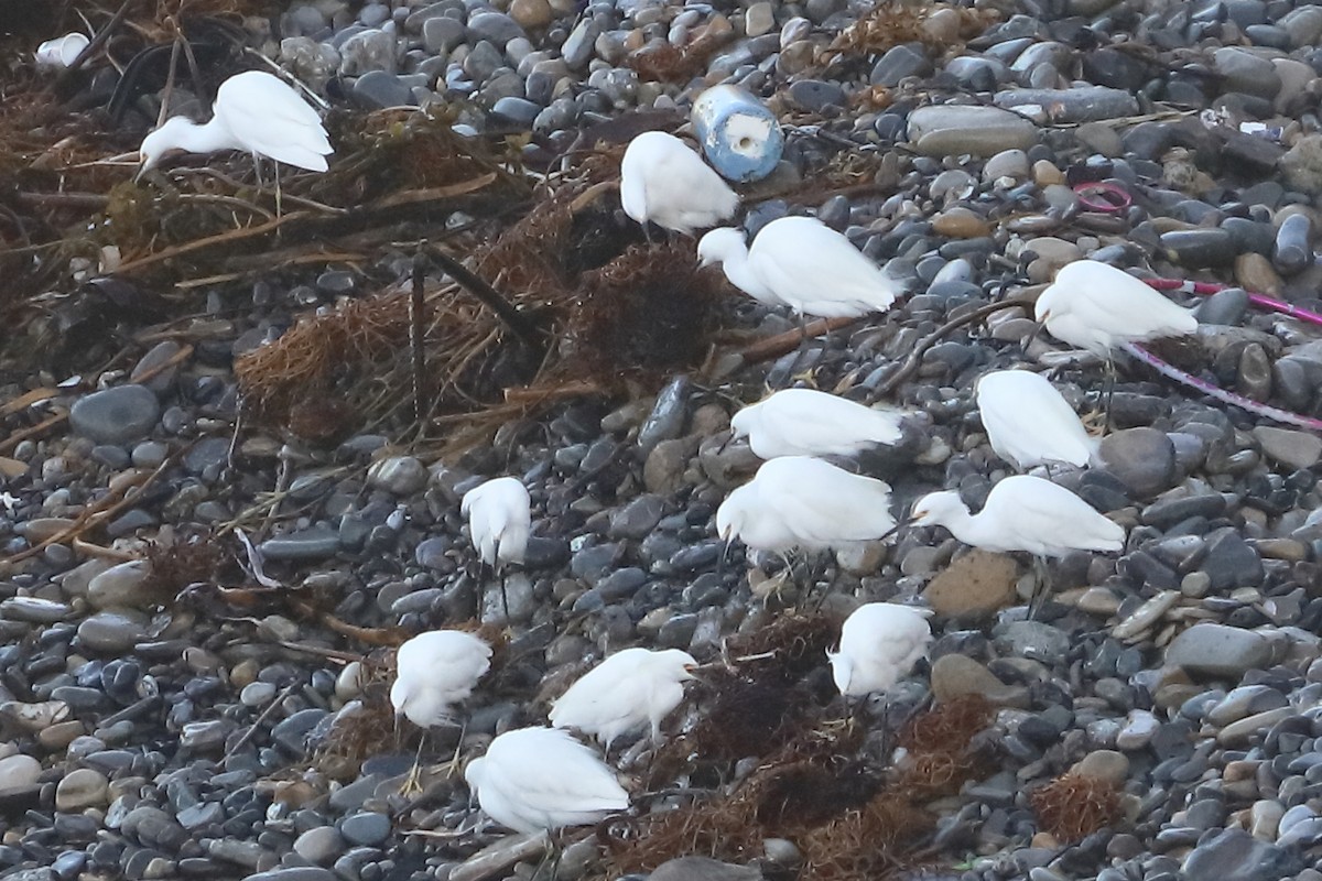 Snowy Egret - ML651157047