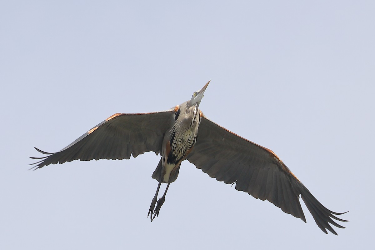 Great Blue Heron - ML651157066