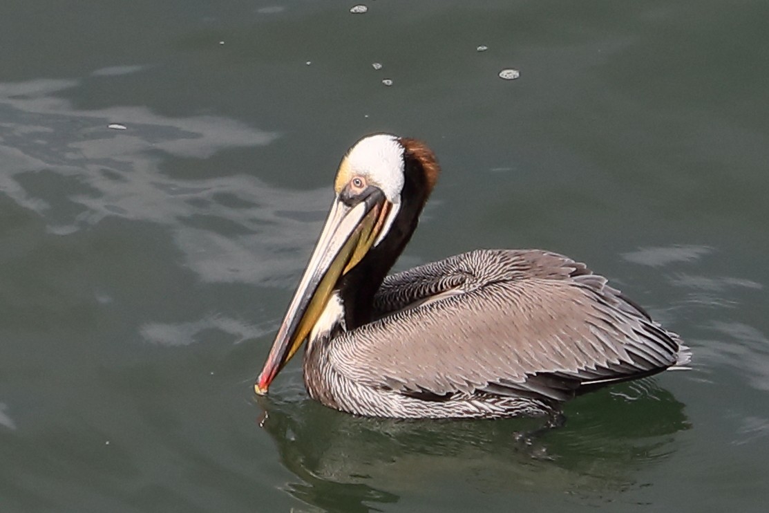 Brown Pelican - ML651157077