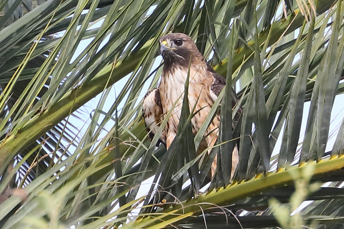 Red-tailed Hawk - ML651157098