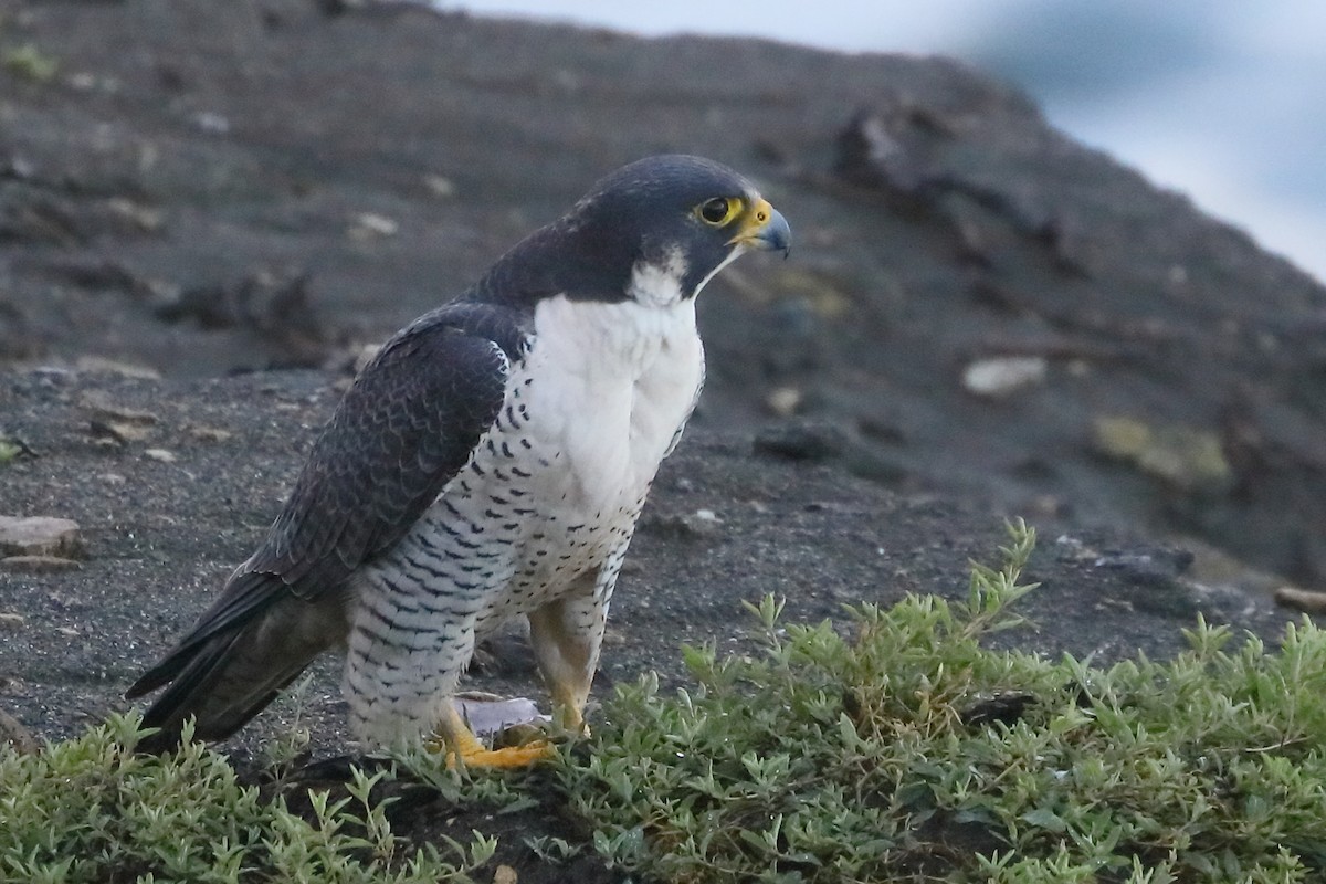 遊隼 - ML651157145