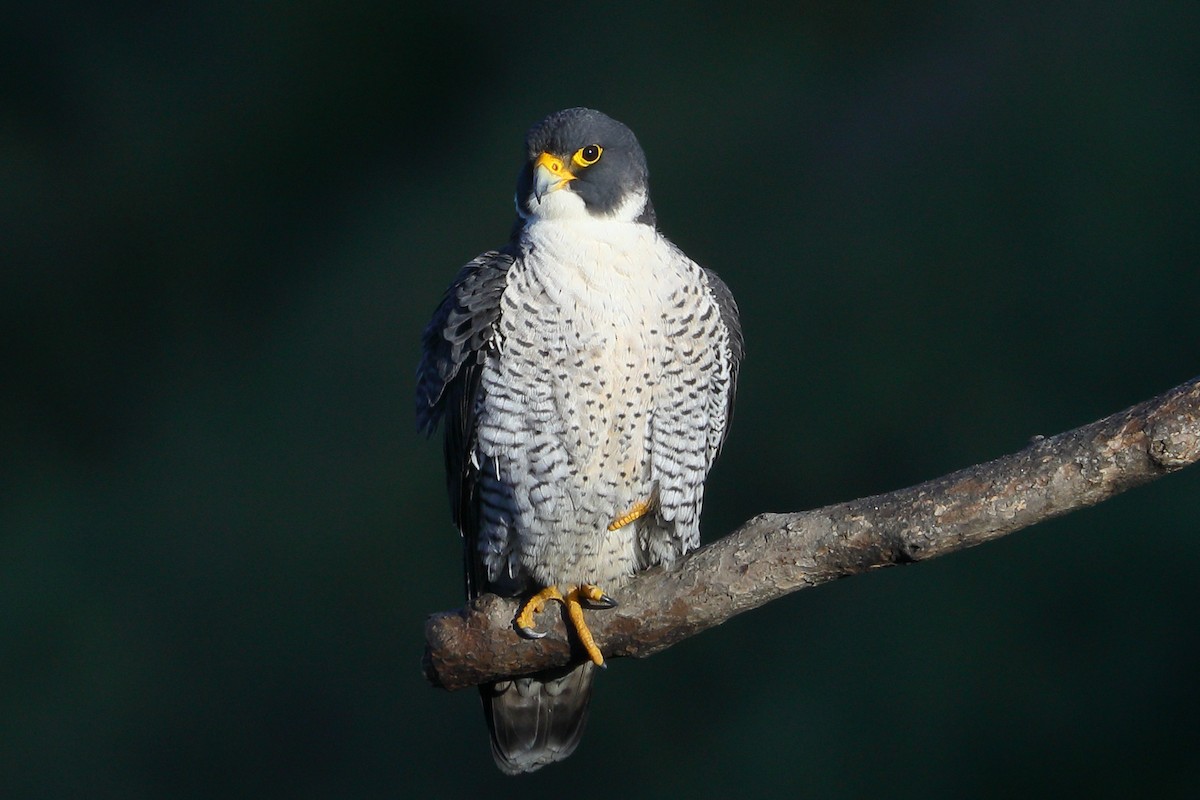 遊隼 - ML651157146