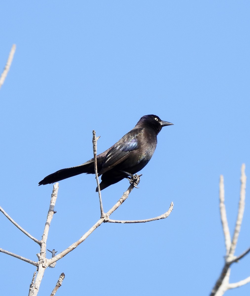 Common Grackle - ML651157171