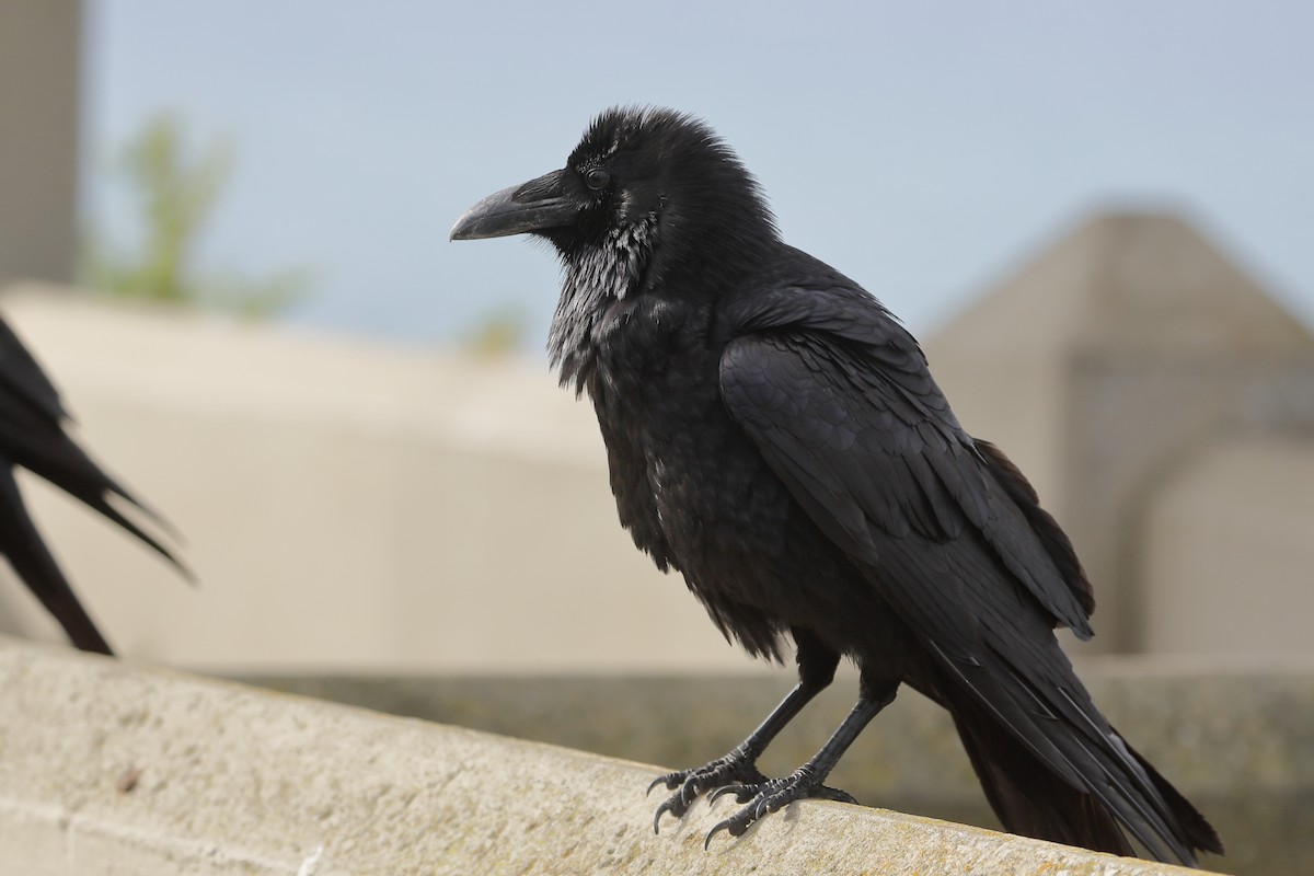 American Crow - ML651157173