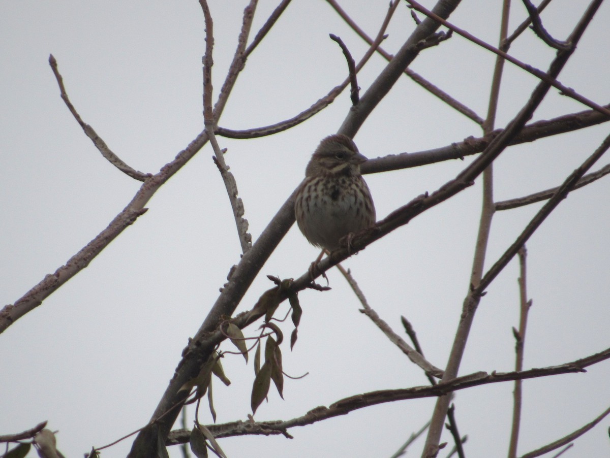 Певчая овсянка - ML651157186