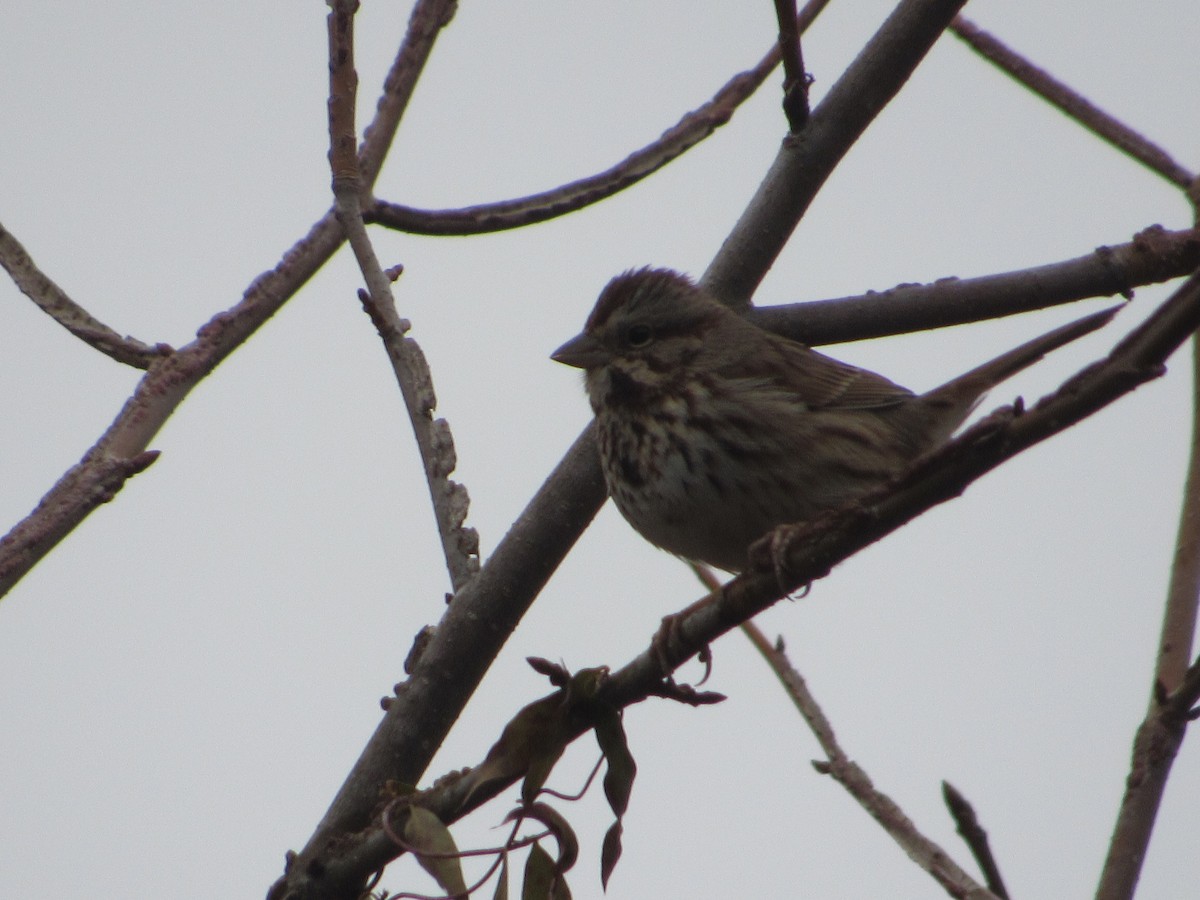 Певчая овсянка - ML651157187