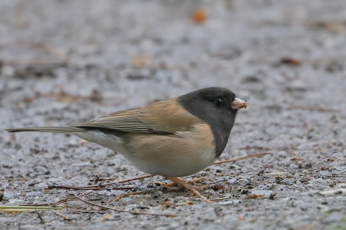 Dark-eyed Junco - ML651157188