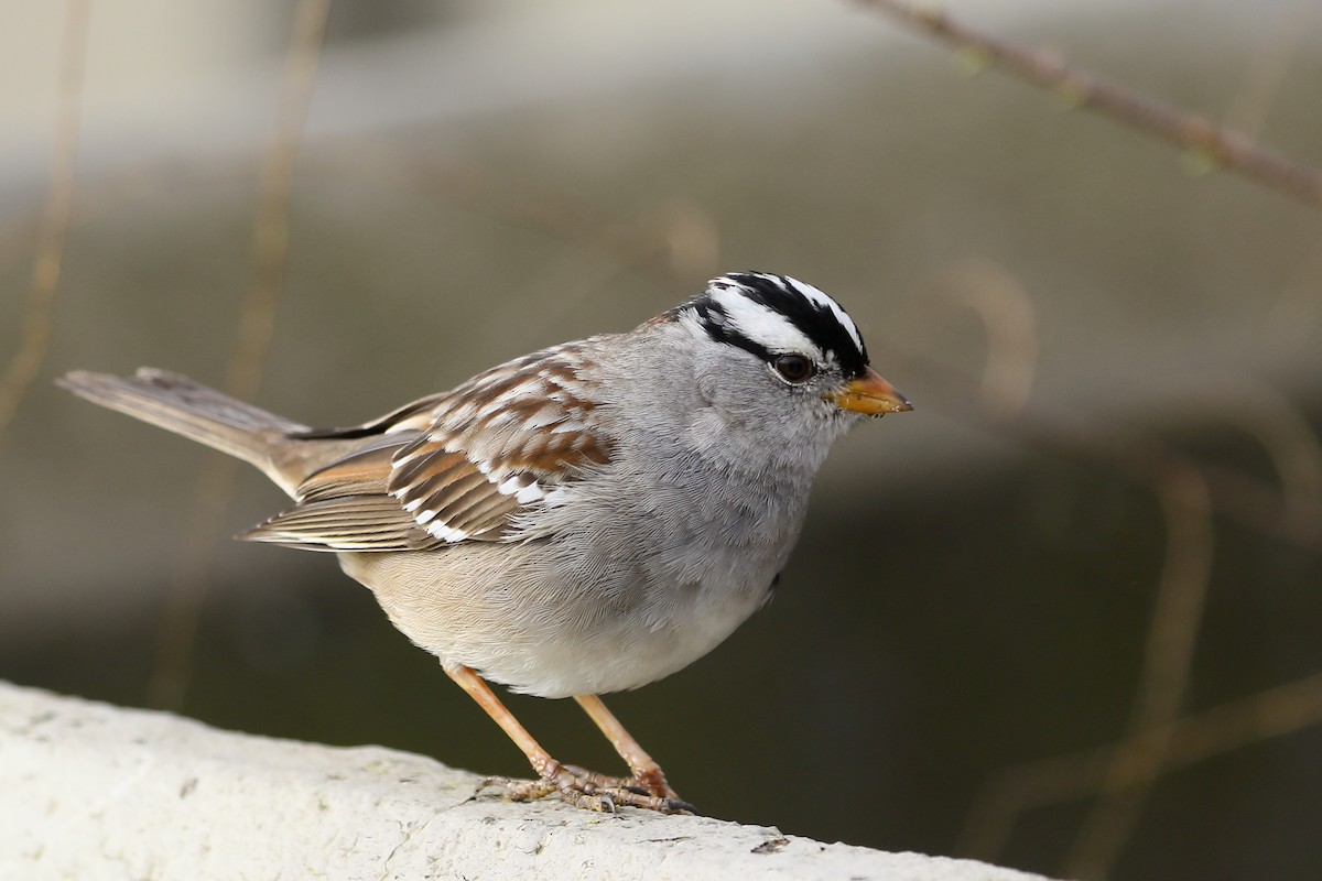 White-crowned Sparrow - ML651157192