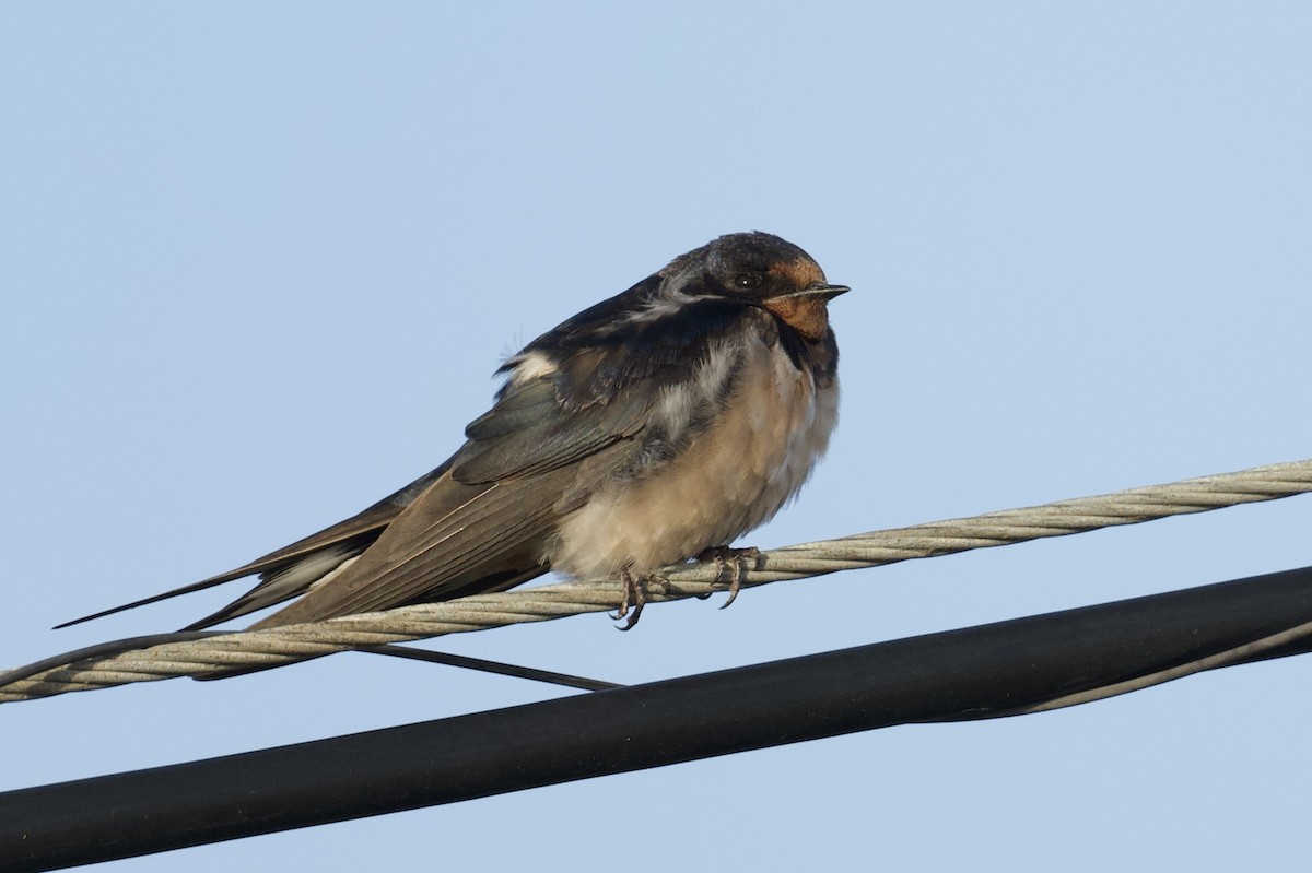 låvesvale - ML651157451