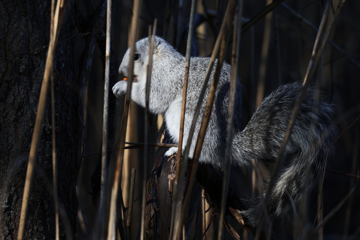 Delmarva Fox Squirrel - ML651157721