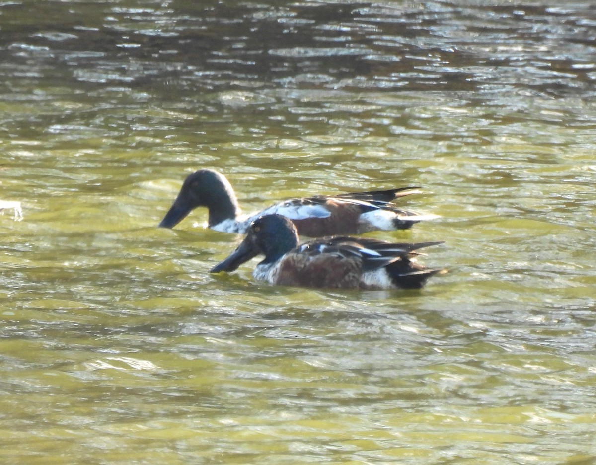 Northern Shoveler - ML651158059