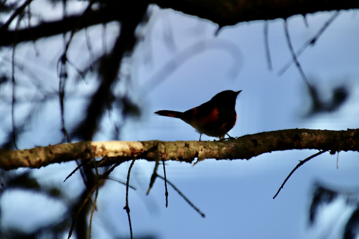 Горихвостковая древесница - ML651158154