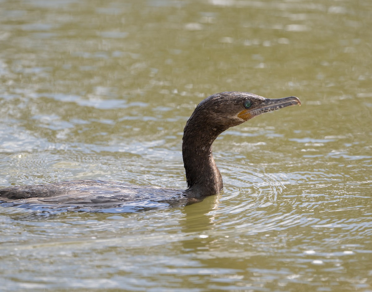 Neotropic Cormorant - ML651158189