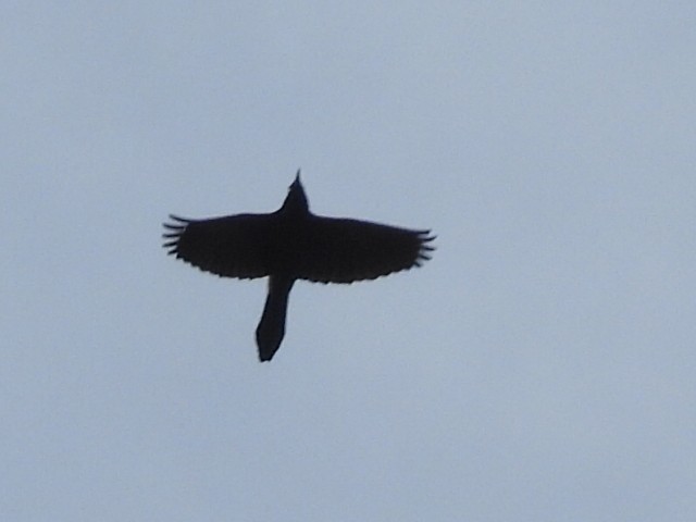 Common Grackle - ML651158239