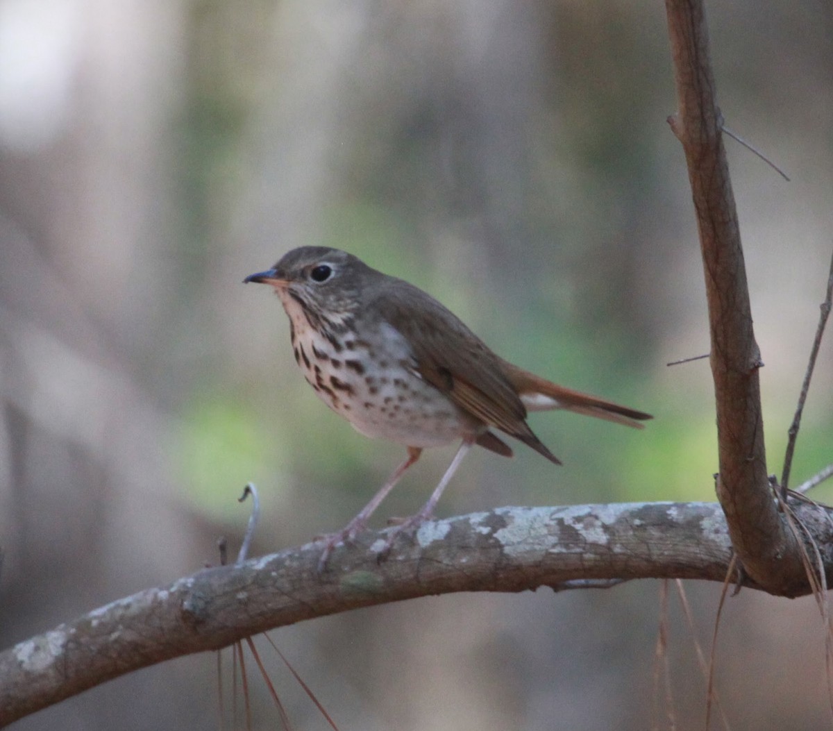 Hermit Thrush - ML651158321