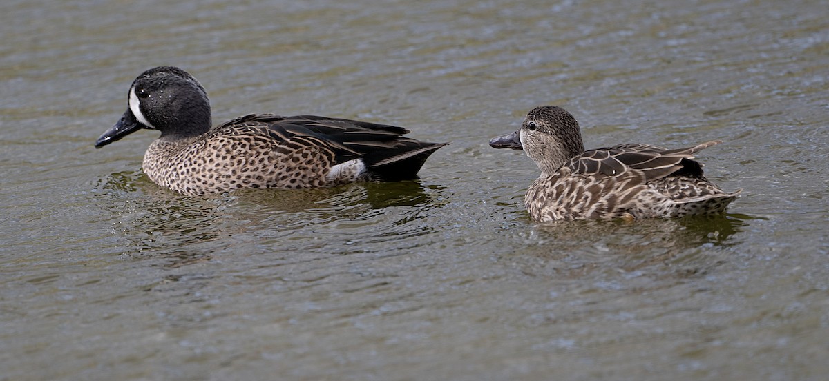 Blue-winged Teal - ML651158751