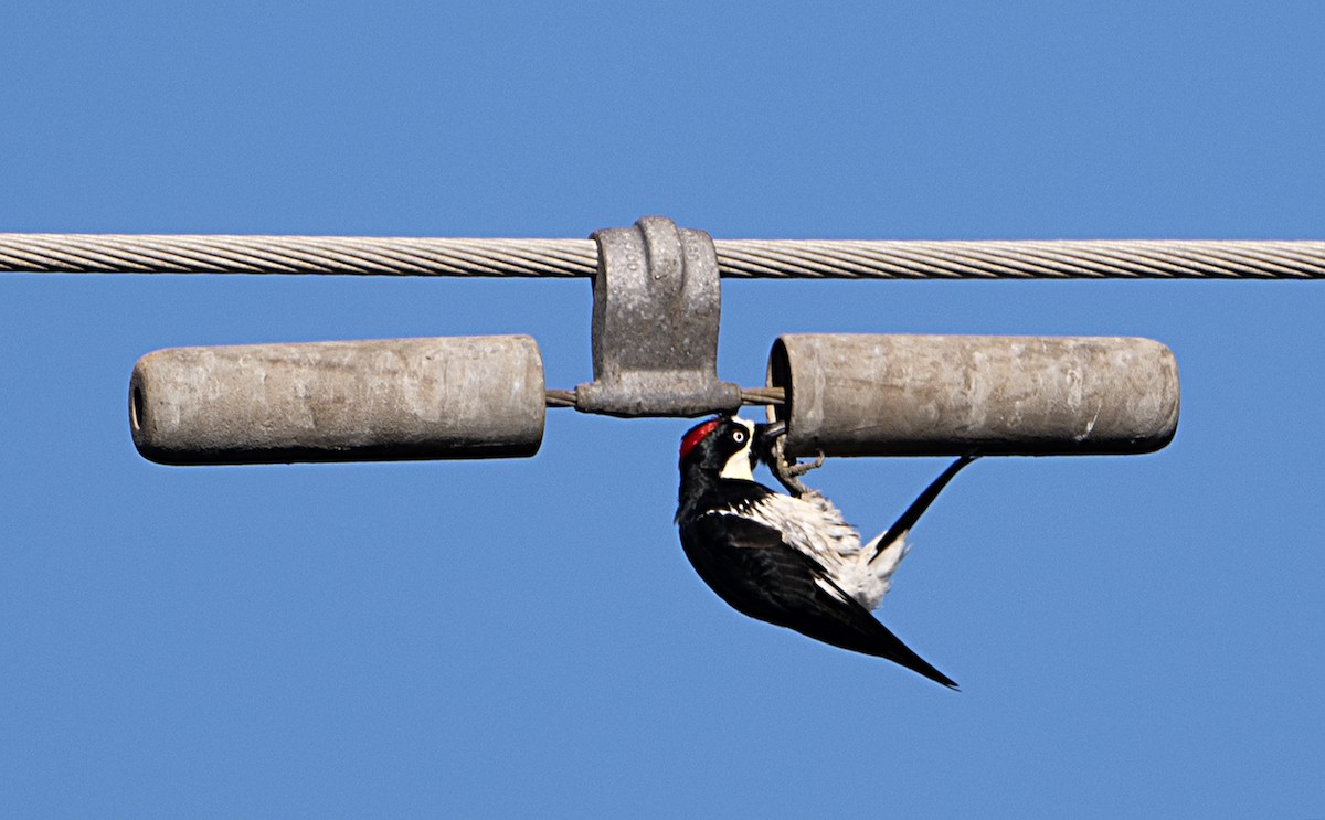 Acorn Woodpecker - ML651158820