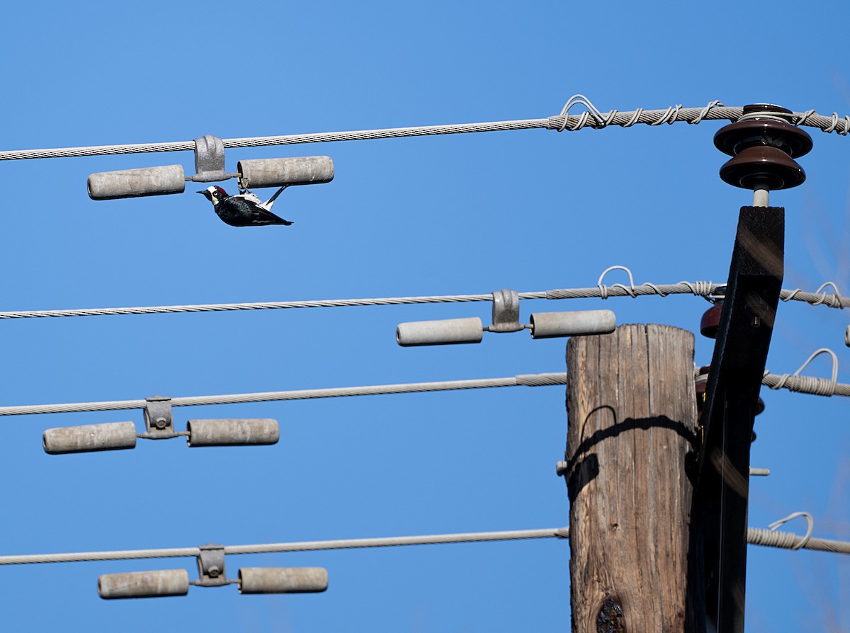 Acorn Woodpecker - ML651158835