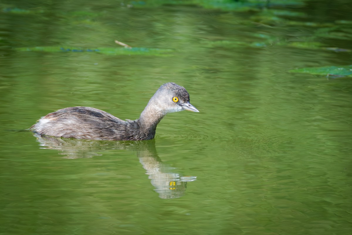 Zampullín Macacito - ML651158980