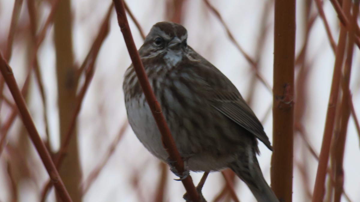 Певчая овсянка - ML651159151