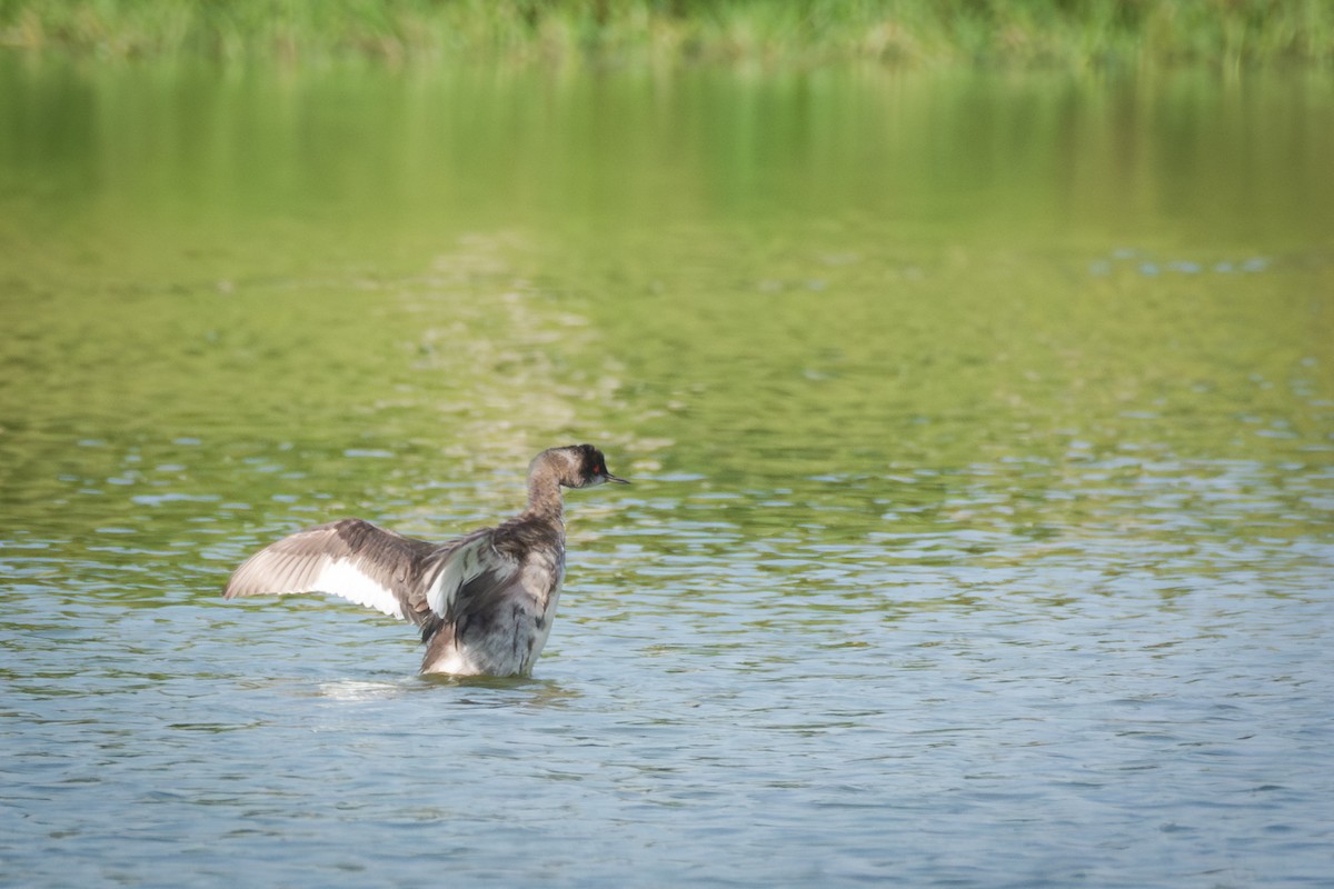 Zampullín Cuellinegro - ML651159336