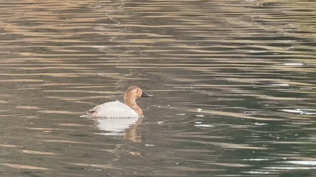 Canvasback - ML651159361