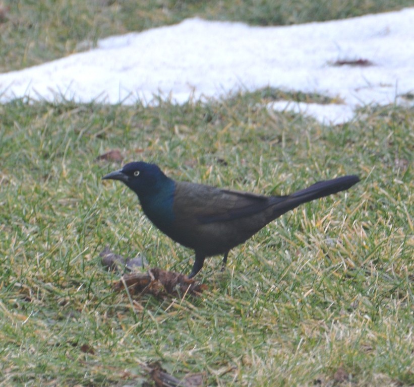 Common Grackle - ML651159651