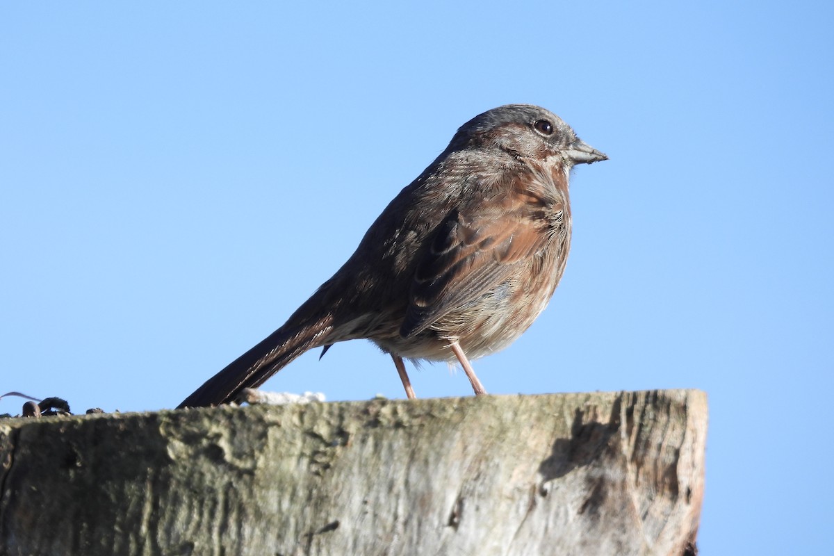 Певчая овсянка - ML651159830