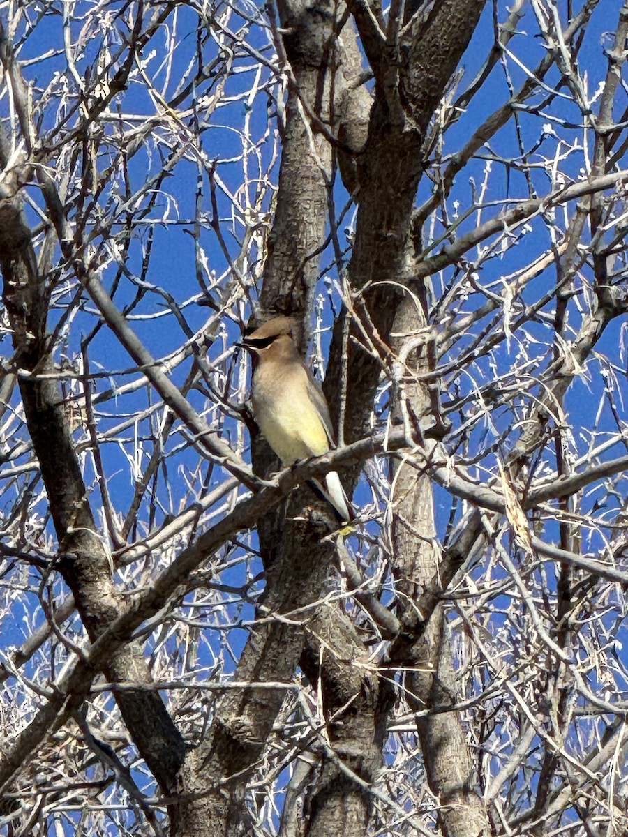 Jaseur d'Amérique - ML651159850