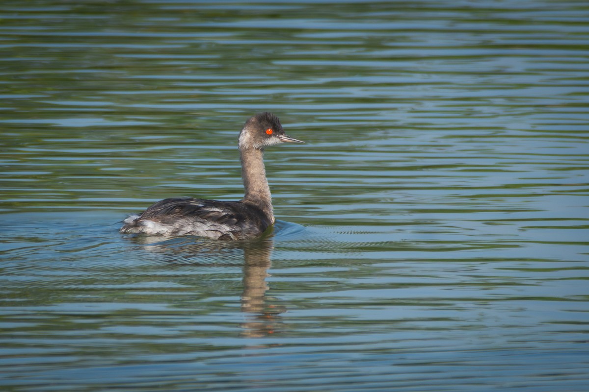 Zampullín Cuellinegro - ML651160174