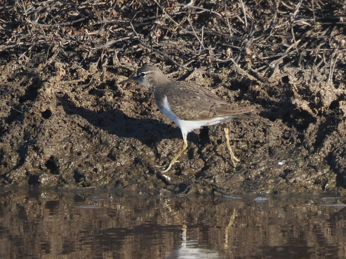 Spotted Sandpiper - ML651160340