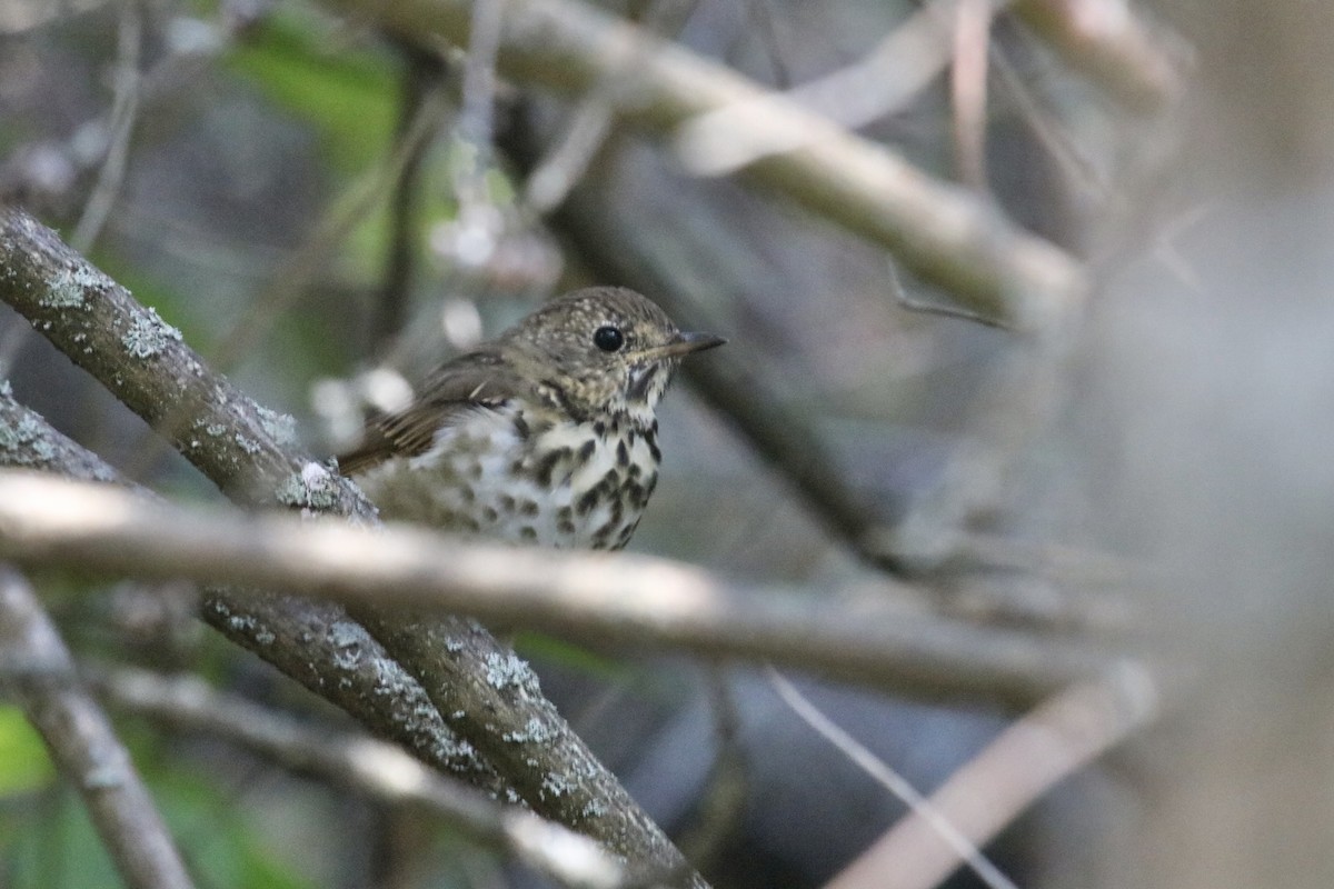 Hermit Thrush - ML651161076