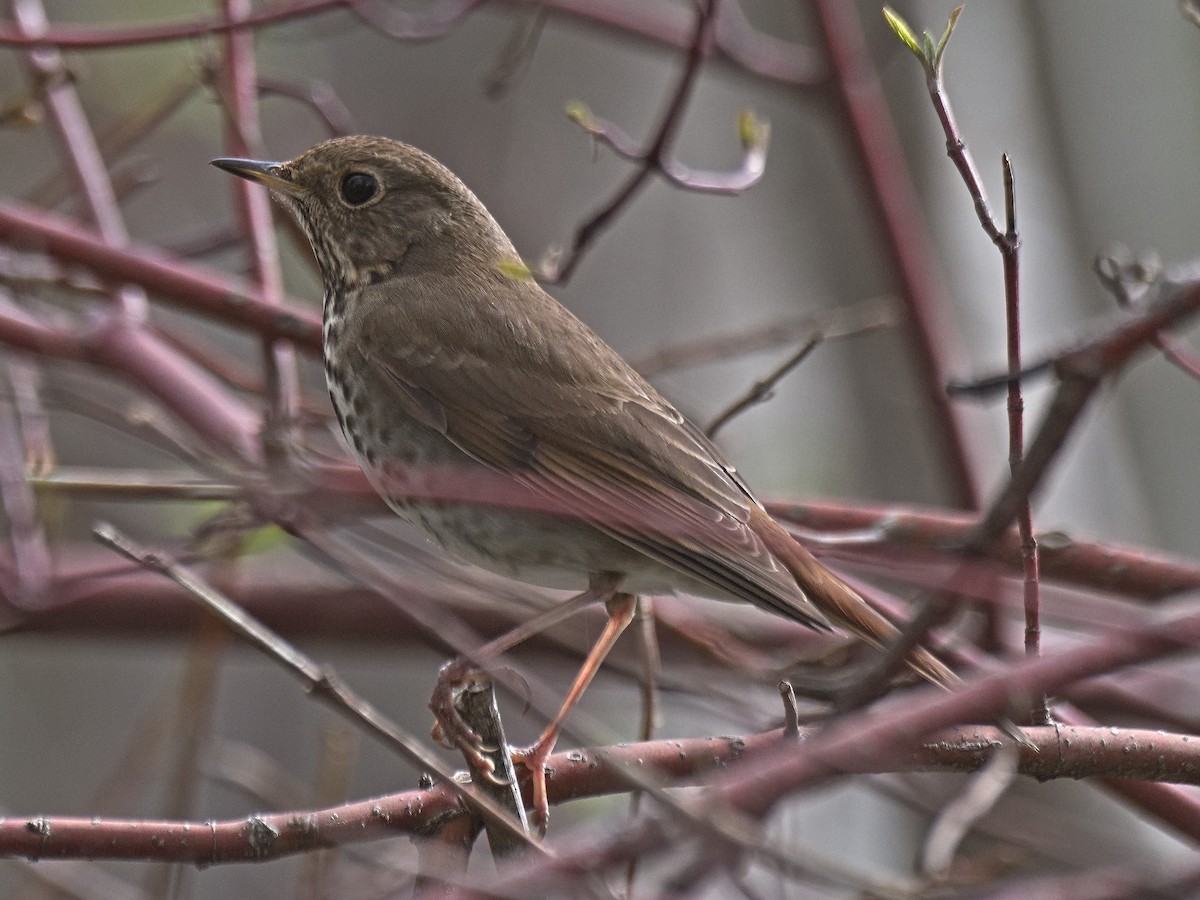 Hermit Thrush (guttatus Group) - ML651161213