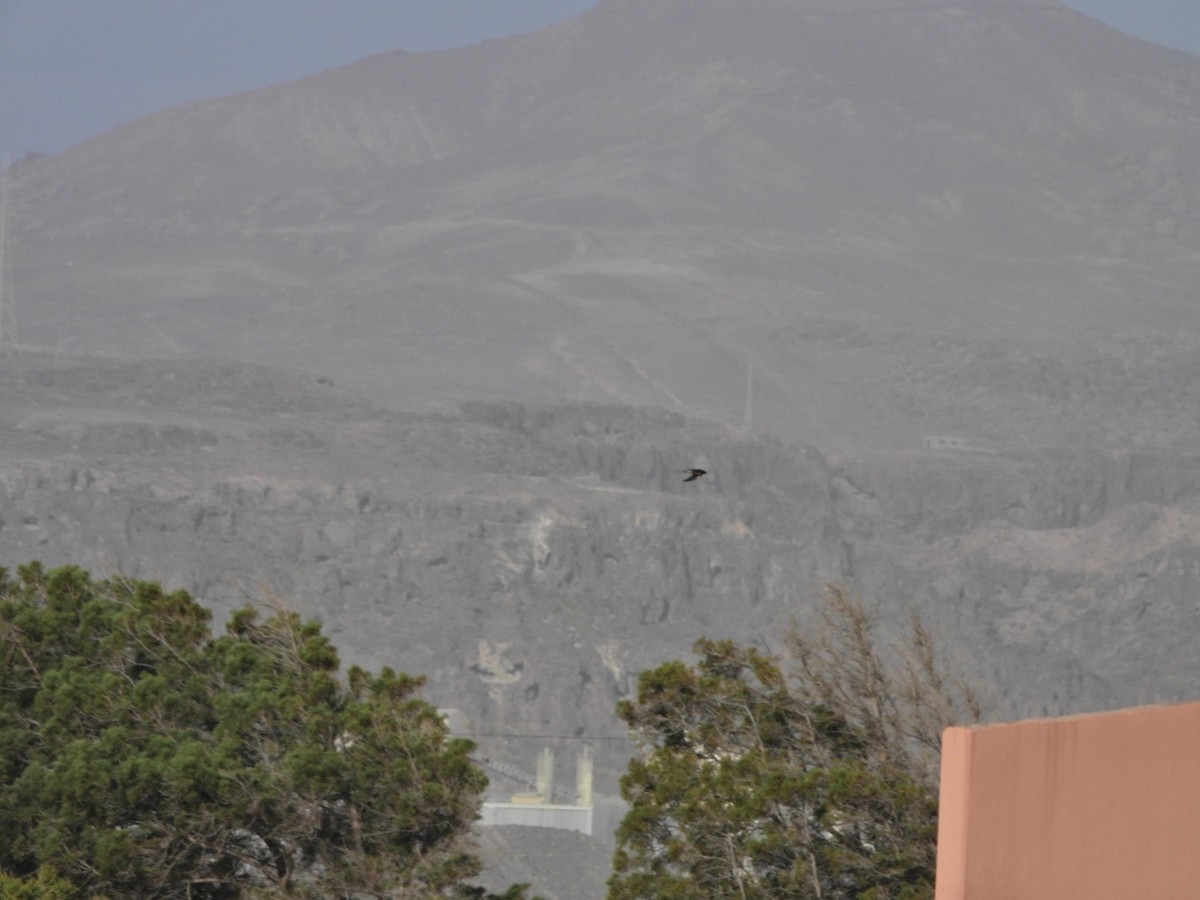 låvesvale - ML651161413