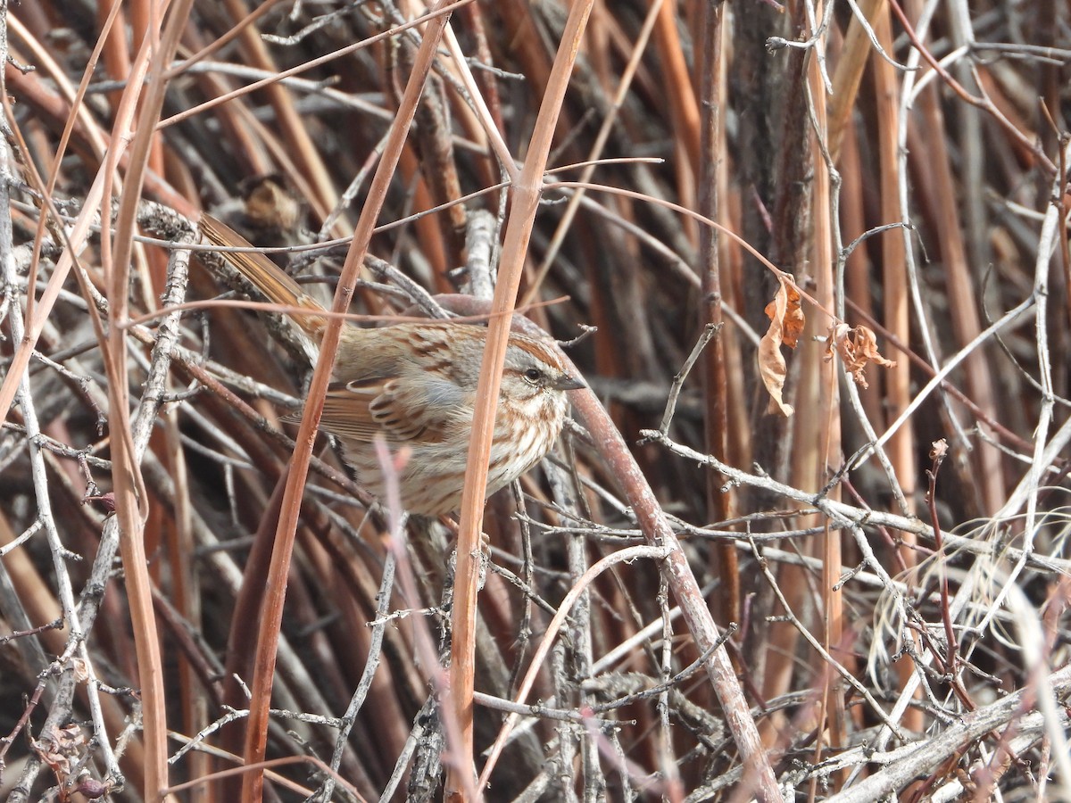 Певчая овсянка - ML651161635