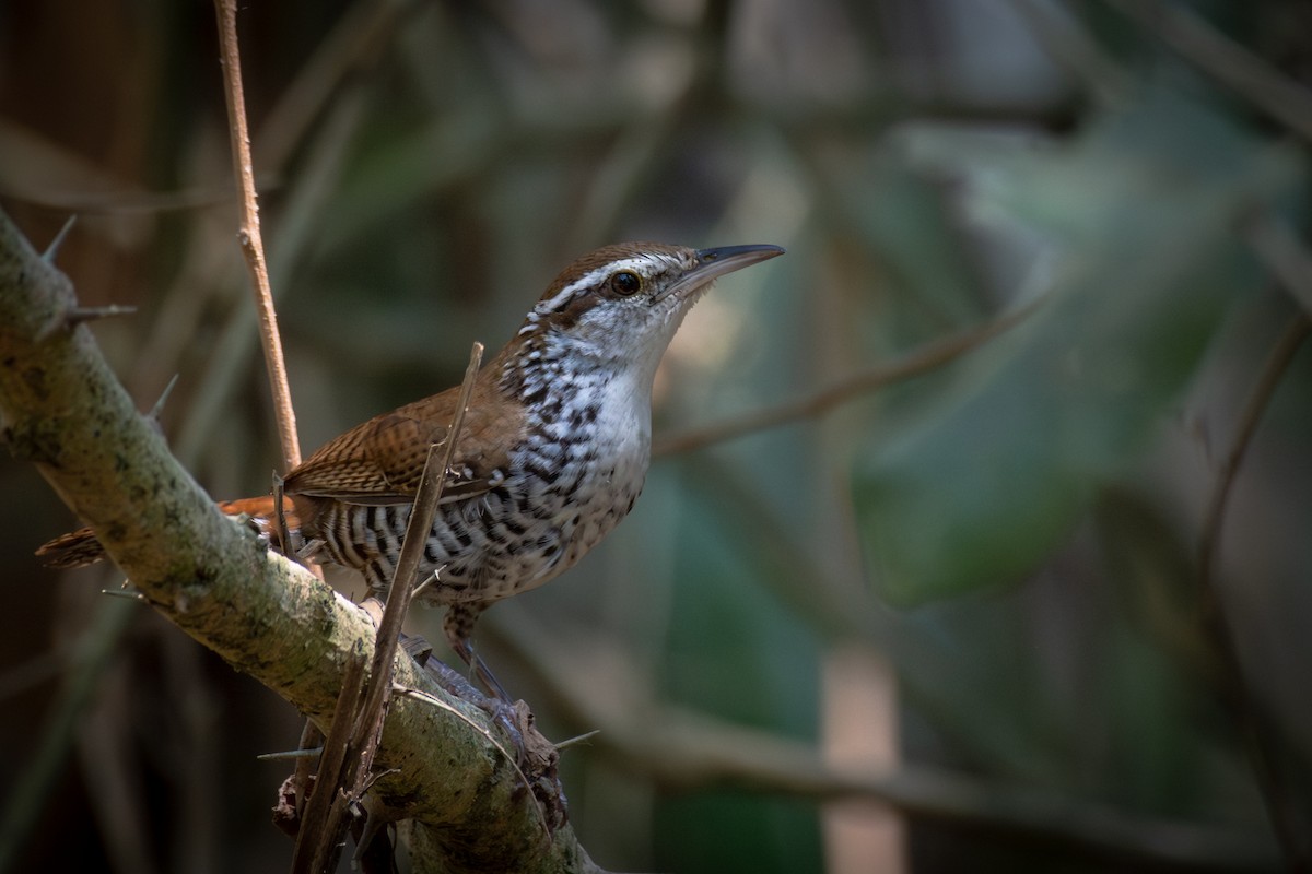 Cucarachero Ventribarrado - ML651161843