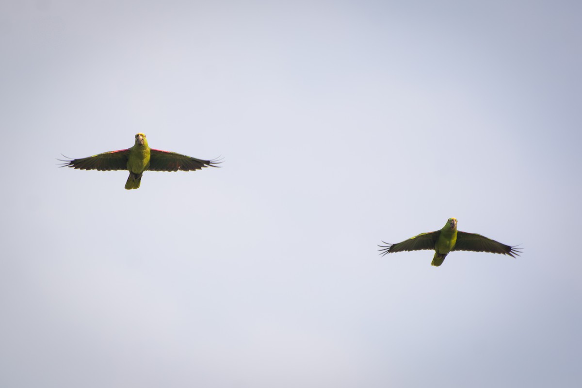 Amazona Nuquigualda - ML651161868