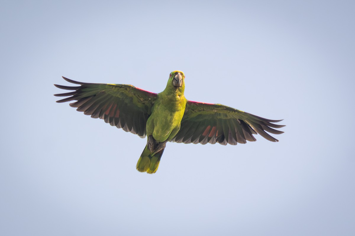 Amazona Nuquigualda - ML651161875