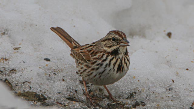 Певчая овсянка - ML651161969