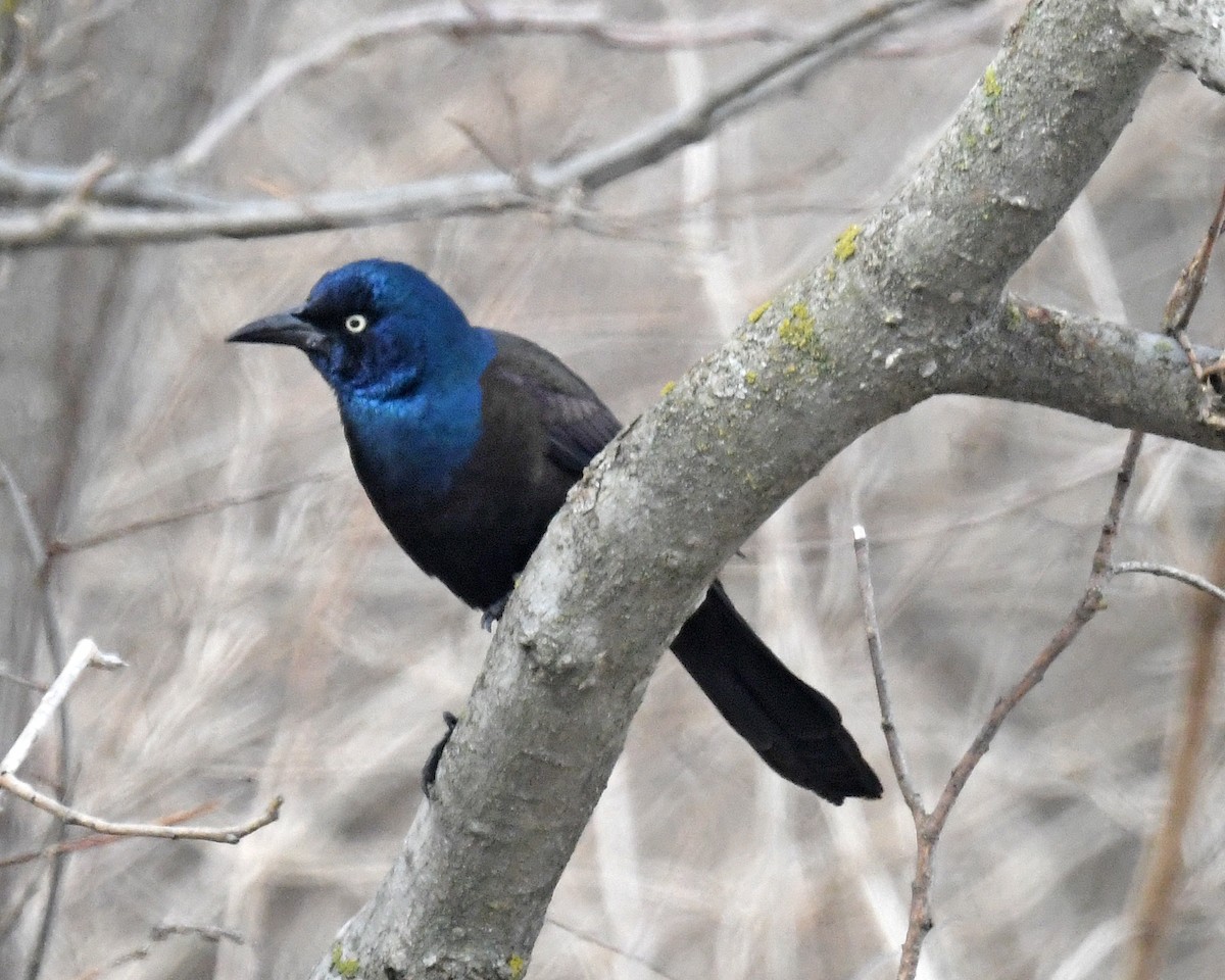 Common Grackle - ML651161973
