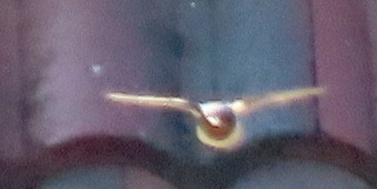 låvesvale - ML651162005