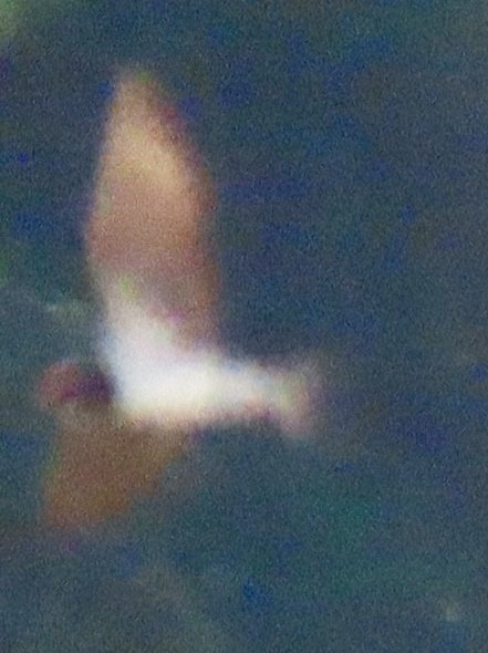 låvesvale - ML651162006